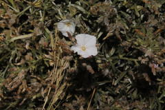 Convolvulus oleifolius
