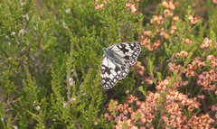 Melanargia occitanica