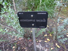 Adenocarpus bacquei