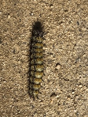 Hemileuca nevadensis