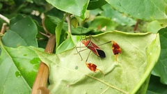 Anisoscelis hymenipherus