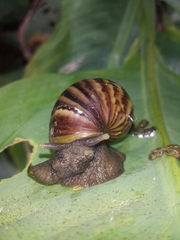Lissachatina fulica