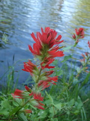 Castilleja hispida