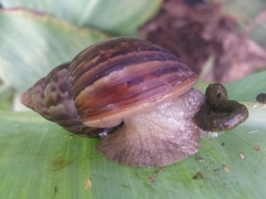 Lissachatina fulica