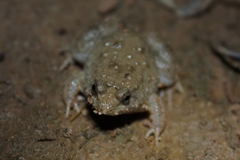 Occidozyga martensii