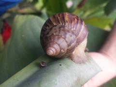 Lissachatina fulica