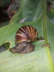 Lissachatina fulica