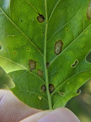 Polystepha quercifolia