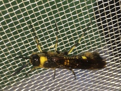 Eriotremex formosanus