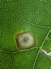 Polystepha quercifolia