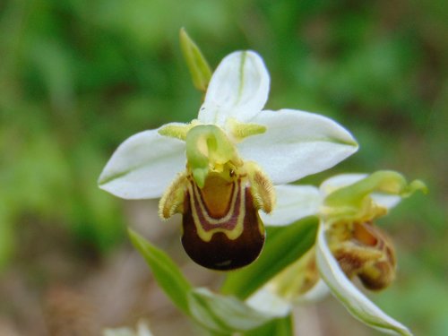 Pčelina kokica (Ophrys apifera)