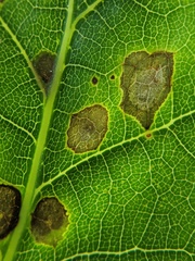 Polystepha quercifolia