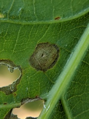 Polystepha quercifolia