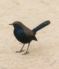 Copsychus fulicatus