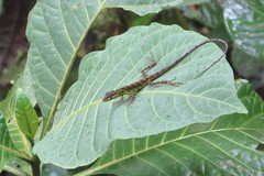 Anolis aequatorialis