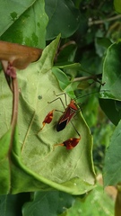 Anisoscelis hymenipherus