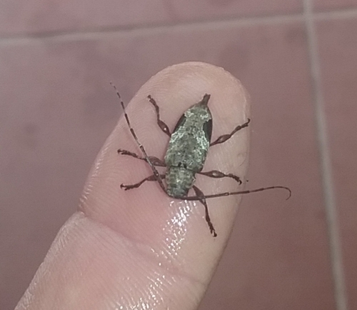 Hylettus seniculus