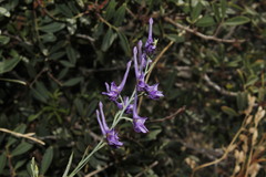 Delphinium peregrinum