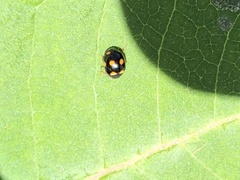 Brachiacantha ursina