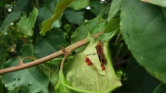 Anisoscelis hymenipherus