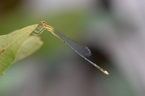 Florida Bluet photo 2