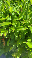 Ligustrum japonicum