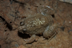 Occidozyga martensii