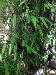 Phyllostachys nigra