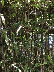 Phyllostachys nigra