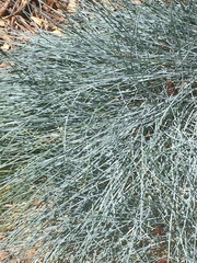 Festuca glauca