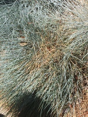 Festuca glauca