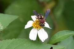 Triepeolus rufithorax