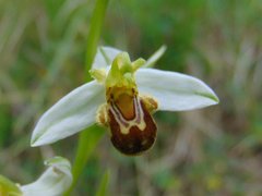 Ophrys apifera laetitiae