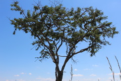Vachellia sieberiana
