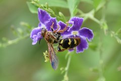 Xanthocampsomeris fulvohirta