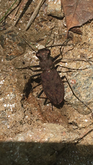 Apterodela unipunctata