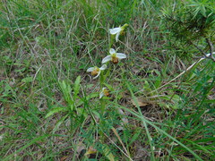 Ophrys apifera laetitiae