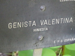 Genista valentina