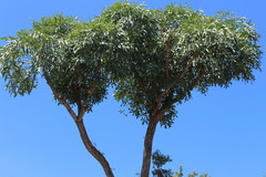 Cussonia paniculata