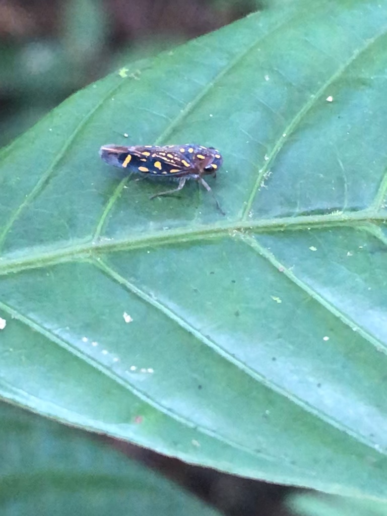Oragua elegantula