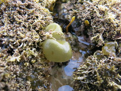 Ectocarpales