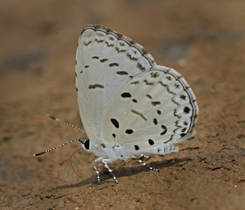 Acytolepis lilacea