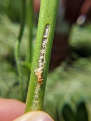 Rhyssomatus lineaticollis