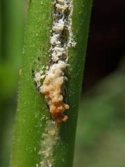 Rhyssomatus lineaticollis