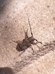 Mesosa nebulosa