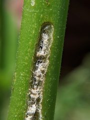 Rhyssomatus lineaticollis