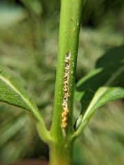 Rhyssomatus lineaticollis