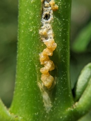 Rhyssomatus lineaticollis