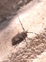 Mesosa nebulosa