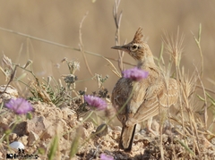Galerida cristata